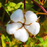 कपाशी पिकासाठी खत व्यवस्थापन 🌱