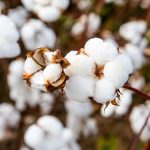 Cotton Seed : राज्यात होणार कापूस बियाण्याची विक्री, यंदाच्या खरीप हंगामासाठी शेतकऱ्यांना १६ मे पासून कापूस होणार बियाणे उपलब्ध 