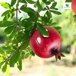 डाळिंबातील फुलगळीची कारणे आणि त्याचे परिणाम